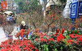 Lên ngay chợ hoa Hàng Lược để thấy Tết về